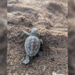 Urgence à Agay : Sauvetage de 40 bébés tortues menacées par un orage