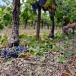 Vignerons de Saint-Césaire-de-Gauzignan face à des pertes après une grêle dévastatrice.