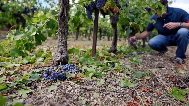 Vignerons de Saint-Césaire-de-Gauzignan face à des pertes de récolte après une grêle.