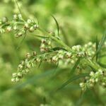 Pollen d’armoise : une menace tardive pour les allergies en France cet été