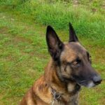 Un chien fugueur intercepté par les gendarmes sur l’autoroute A7 dans le Vaucluse