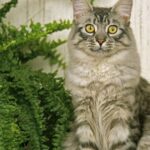 Enquête ouverte après la découverte d&rsquo;un chat dépecé près du collège Reynier à Six-Fours.