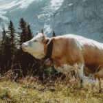 Virus « Shamonda » détecté en Suisse : bovins touchés et troubles nerveux chez des chevaux.