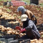 Guerres en Ukraine et en Afrique : tensions croissantes sur le système alimentaire mondial.