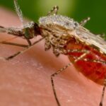 Deux décès liés à un paludisme d&rsquo;aéroport causé par des moustiques infectés.