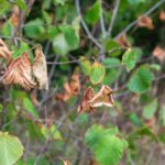 Chute précoce des feuilles et arbres roussis : un phénomène observé dans plusieurs régions.