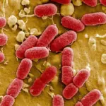 Une IA aux États-Unis développe des virus pour cibler et éliminer des bactéries.