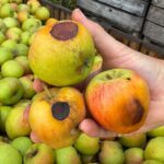 Sécheresse en Loire-Atlantique : récolte de pommes vertes et petites tailles affectée.