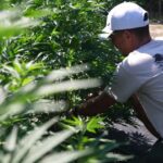 Interdiction du CBD dans l&rsquo;alimentation affecte producteurs de chanvre et commerçants