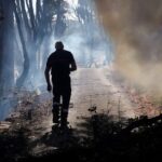 Sécheresse et chaleur : forêts d&rsquo;Europe et d&rsquo;Amérique du Nord menacées par les conditions climatiques.