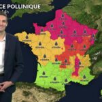 Pollens d’urticacées et d’ambroisie en forte augmentation en France sous chaleur estivale.