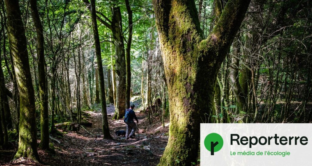 « Les vieilles forêts résistent au chaos climatique, dernières à brûler »