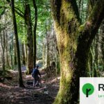 Les forêts anciennes offrent des enseignements face aux crises climatiques actuelles.