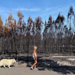 Canicule et incendies perturbent le tourisme en France durant l&rsquo;été 2023
