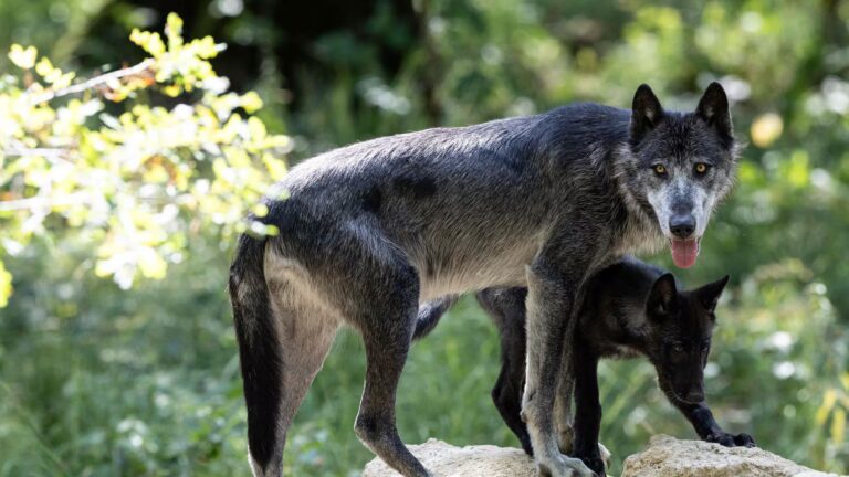 Neuchâtel : un loup soupçonné de tuer des bovins pourrait être abattu.
