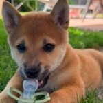 Valais : un homme condamné pour le vol du chien Yuna retrouvé par la police
