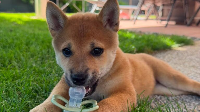 Valais : un homme condamné pour le vol du chien Yuna retrouvé par la police