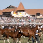 Marché-Concours : Le groupe Bélier dévoile son rôle dans l&rsquo;histoire jurassienne.