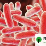 Légionellose : un brumisateur de restaurant à Chambéry identifié comme source de contaminations.