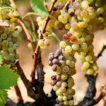 Canicules et déconsommation : le vignoble français face à des défis croissants.