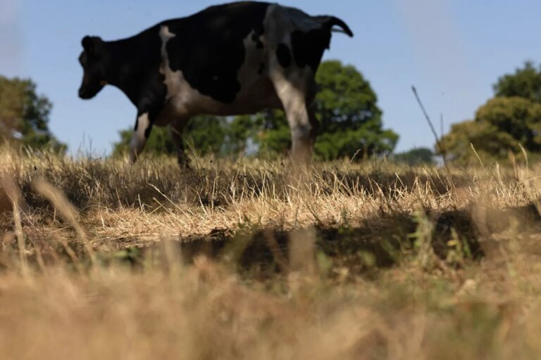 L’orthobunyavirus détecté chez les vaches : inquiétude dans le secteur agricole.