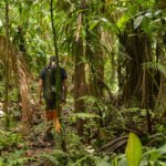 Les chercheurs du CNRS à Nouragues étudient la biodiversité de l’Amazonie depuis 40 ans.