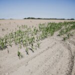 Sécheresse en France : avenir incertain pour la culture du maïs en raison des conditions climatiques.