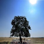 Les arbres absorbent moins de carbone en cas de canicule et de sécheresse.