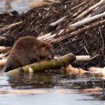 Canicules et incendies : le castor comme solution face aux crues liées au climat