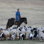 Les communautés pastorales contribuent aux solutions face au changement climatique.