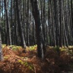 Gestion du bois brûlé par les incendies en Gironde : options pour pellets et palettes