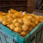 Risque de pénurie de frites, œufs et légumes : les agriculteurs s’inquiètent.