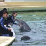 Beauval renonce à l&rsquo;accueil de dauphins dans son zoo, décision confirmée.