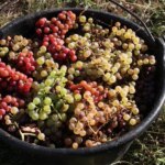 La viticulture française explore des méthodes anciennes pour contrer les canicules.