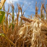 Agriculture française en difficulté après un été caniculaire, alerte des agriculteurs.