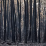 La forêt des Landes : évolution du paysage sous Napoléon III à Sempé.