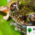 Une nouvelle espèce de grenouille du café découverte en Amérique centrale par des chercheurs.
