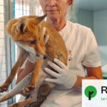 Un refuge pour renards s&rsquo;implante dans un pays de chasse en pleine controverse.