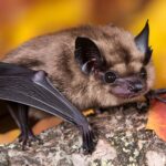 Des mammifères cohabitent avec des virus redoutés, une première observation scientifique.