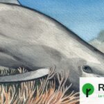 Manger de la terre et se frotter à des coraux : pratiques de soin chez les animaux.