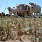 Réserves émises par Élet és Irodalom sur la situation littéraire en Hongrie.