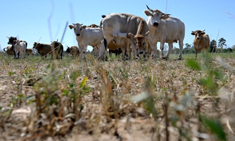 Sécheresse et canicule : l’agriculture française en état d’urgence face à la crise climatique.