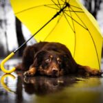 Pourquoi les expressions négatives avec le mot « chien » persistent-elles dans la langue française ?