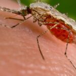 Paludisme en Afrique : le réchauffement climatique favorise la prolifération des moustiques.