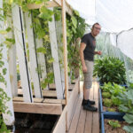 Un restaurateur à Plobsheim cultive des légumes en utilisant des poissons en serre.