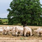 Incendies agricoles en France : animaux stressés et éleveurs en difficulté