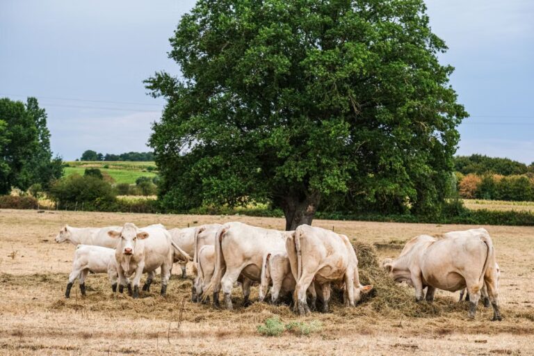 Incendies agricoles en France : animaux stressés et éleveurs en difficulté