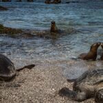 Coexistence unique entre humains et espèces sauvages aux Galápagos, étude en cours