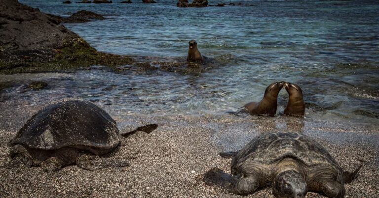 Coexistence unique entre humains et espèces sauvages aux Galápagos, étude en cours