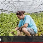 Fermeture de la ferme Saint-André à Friedolsheim : témoignages sur la perte de confiance.